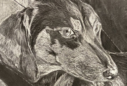 Drawing - Elizabeth Gunter - Balck Paper Dog