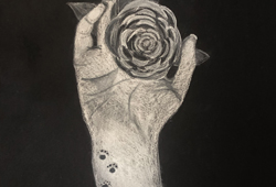 Drawing - Black Paper Rose