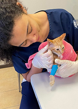 Veterinary Technology AAS - Blended Track