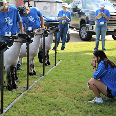 Approximately 250 campers from across the nation attend Blinn livestock judging camps