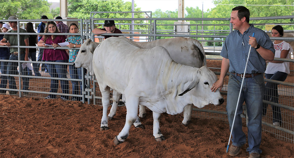 State 4-H Roundup judging contest qualifiers get a chance to hone their skills